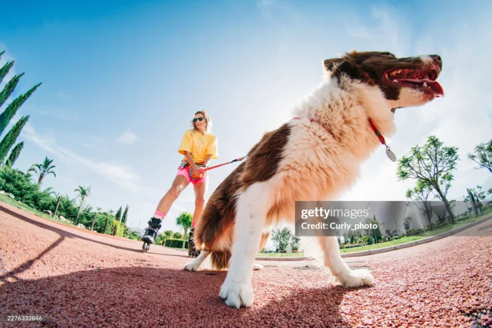 Dia internacional do Cachorro