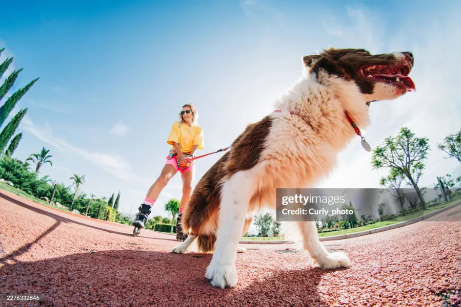Dia internacional do Cachorro